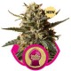 BUBBLE GUM XL * ROYAL QUEEN SEEDS 10 SEMI FEM 