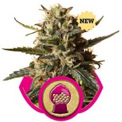 BUBBLE GUM XL * ROYAL QUEEN SEEDS 10 SEMI FEM 