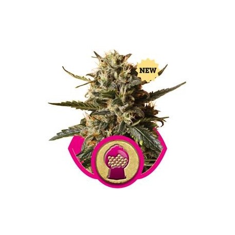 BUBBLE GUM XL * ROYAL QUEEN SEEDS 10 SEMI FEM 