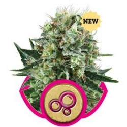 BUBBLE KUSH * ROYAL QUEEN SEEDS 10 SEMI FEM 