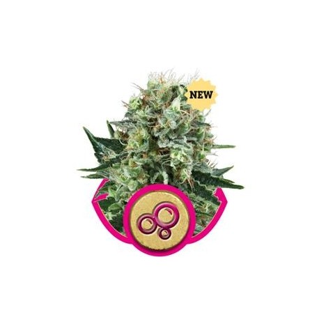 BUBBLE KUSH * ROYAL QUEEN SEEDS 10 SEMI FEM 