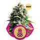 PINEAPPLE KUSH * ROYAL QUEEN SEEDS 10 SEMI FEM 