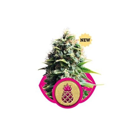 PINEAPPLE KUSH * ROYAL QUEEN SEEDS 10 SEMI FEM 