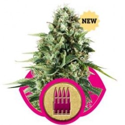 ROYAL AK* ROYAL QUEEN SEEDS 1 SEME FEM 