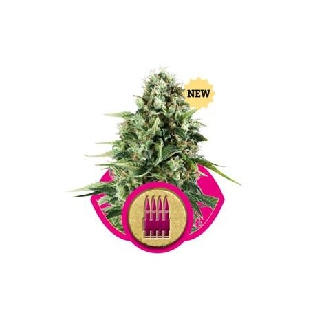 ROYAL AK* ROYAL QUEEN SEEDS 1 SEME FEM 