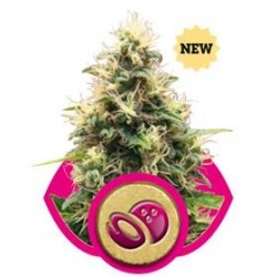 SOMANGO XL * ROYAL QUEEN SEEDS 1 SEME FEM 