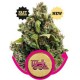 CANDY KUSH EXPRESS (FAST VERSION) * ROYAL QUEEN SEEDS 1 SEME FEM