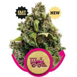 CANDY KUSH EXPRESS (FAST VERSION) * ROYAL QUEEN SEEDS 5 SEMI FEM 