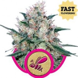 HONEY CREAM FAST VERSION (ROYAL CARAMEL FAST VERSION)* ROYAL QUEEN SEEDS 5 SEMI FEM 