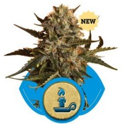 ROYAL MADRE * ROYAL QUEEN SEEDS 3 SEMI FEM 