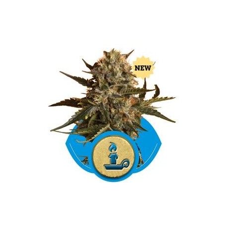 ROYAL MADRE * ROYAL QUEEN SEEDS 3 SEMI FEM 