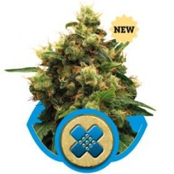 PAINKILLER XL* ROYAL QUEEN SEEDS 3 SEMI FEM 