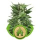 ROYAL KUSH AUTOMATIC * ROYAL QUEEN SEEDS 3 SEMI FEM 