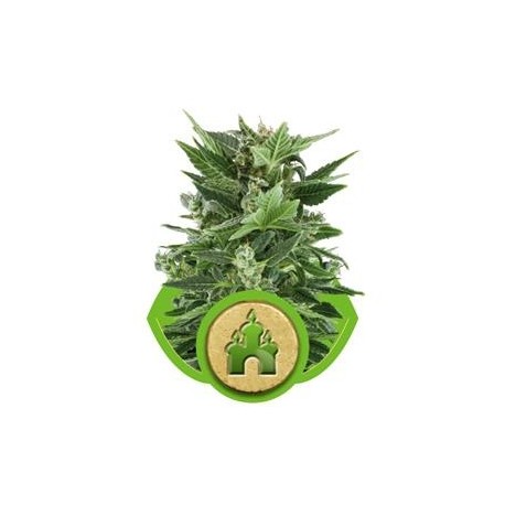 ROYAL KUSH AUTOMATIC * ROYAL QUEEN SEEDS 3 SEMI FEM 