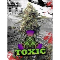 TOXIC * RIPPER SEEDS 3 SEMI FEM 