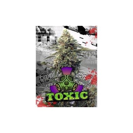 TOXIC * RIPPER SEEDS 3 SEMI FEM 