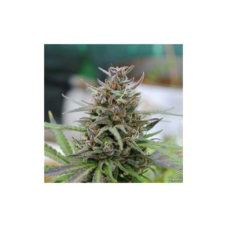 BABY BOOM AUTO * KANNABIA SEEDS 1 SEME FEM 