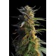 BIG BAND * KANNABIA SEEDS 3 SEMI FEM 