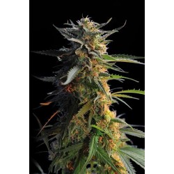 BIG BAND * KANNABIA SEEDS 3 SEMI FEM 