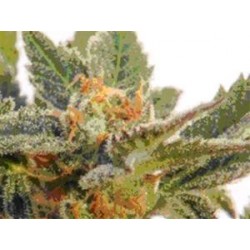 KRITIC AUTO ( EX KRITIC 70 AUTOMATICA) * KANNABIA SEEDS 3 SEMI FEM 