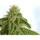 AFRODITE * KANNABIA SEEDS 3 SEMI FEM 