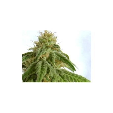 AFRODITE * KANNABIA SEEDS 3 SEMI FEM 