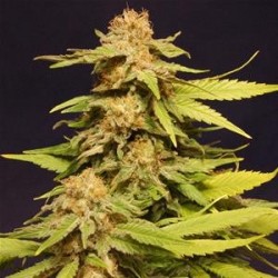 BIG BULL * KANNABIA SEEDS 3 SEMI FEM 