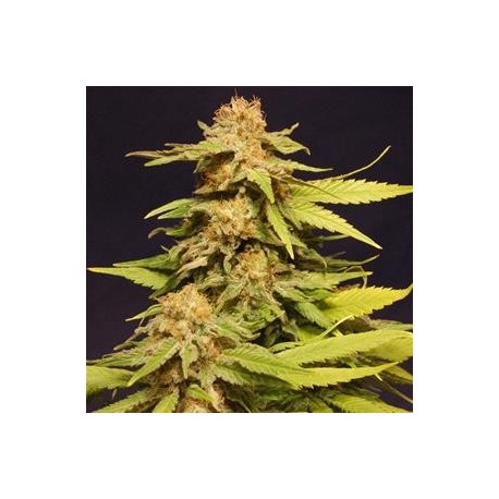 BIG BULL * KANNABIA SEEDS 3 SEMI FEM 