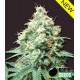 KUSH BOMB * BOMB SEEDS 5 SEMI FEM 