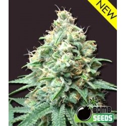 KUSH BOMB * BOMB SEEDS 5 SEMI FEM 