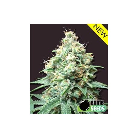 KUSH BOMB * BOMB SEEDS 5 SEMI FEM 