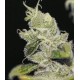 ULTRASOUR * T.H. SEEDS 2 SEMI FEM 