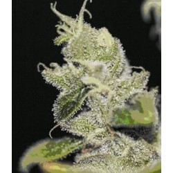 ULTRASOUR * T.H. SEEDS 2 SEMI FEM 