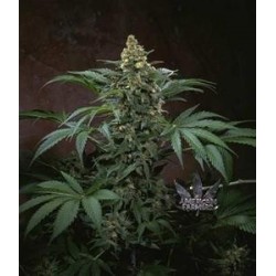 BUBBLEGUM * T.H.SEEDS 2 SEMI FEM