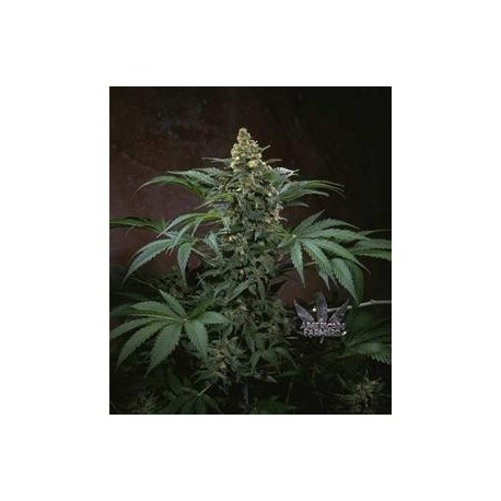 BUBBLEGUM * T.H.SEEDS 2 SEMI FEM