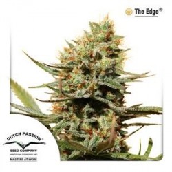 THE EDGE ® * DUTCH PASSION FEMINIZED 10 SEMI