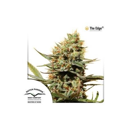 THE EDGE ® * DUTCH PASSION FEMINIZED 10 SEMI