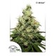 CBD KUSH ® * DUTCH PASSION 10 SEMI FEM