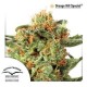 ORANGE HILL SPECIAL® * DUTCH PASSION 10 SEMI REG