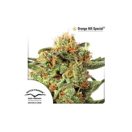 ORANGE HILL SPECIAL® * DUTCH PASSION 10 SEMI REG