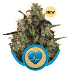 MEDICAL MASS * ROYAL QUEEN SEEDS 1 SEME FEM