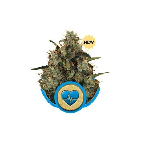 MEDICAL MASS * ROYAL QUEEN SEEDS 5 SEMI FEM 