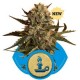 ROYAL MADRE * ROYAL QUEEN SEEDS 5 SEMI FEM 