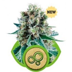 BUBBLE KUSH AUTOMATIC * ROYAL QUEEN SEEDS 5 SEMI FEM 