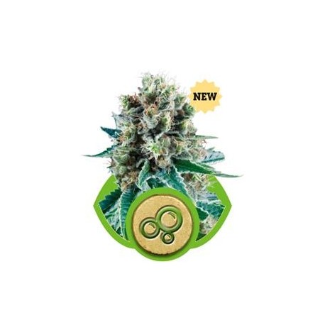 BUBBLE KUSH AUTOMATIC * ROYAL QUEEN SEEDS 5 SEMI FEM 