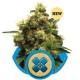 PAINKILLER XL* ROYAL QUEEN SEEDS 10 SEMI FEM 