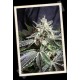 BLACK JACK FAST VERSION * SWEET SEEDS FEMINIZED 3 SEMI 