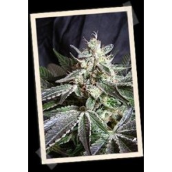 BLACK JACK FAST VERSION * SWEET SEEDS FEMINIZED 3 SEMI 