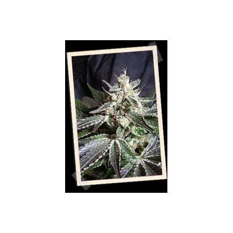 BLACK JACK FAST VERSION * SWEET SEEDS FEMINIZED 3 SEMI 