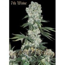 7th WAVE * SUPER STRAINS SEEDS FEMINIZED 1 SEME 